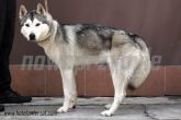 17.09.2013 LUTOMIERSK SUKA 967000009284460